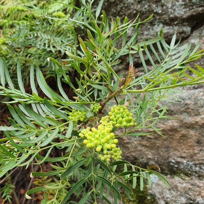 Polyscias sambucifolia, photographed by ronavery
