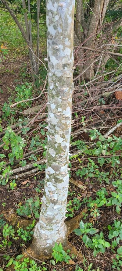 Zanthoxylum martinicense, photographed by ritirene
