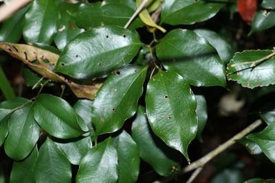 Ripogonum album, photographed by Greg Tasney