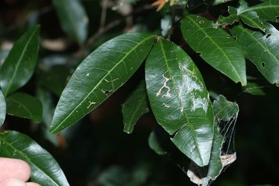 Arytera distylis, photographed by Greg Tasney