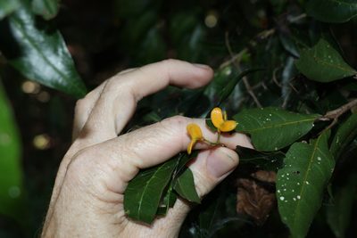 Arytera distylis, photographed by Greg Tasney