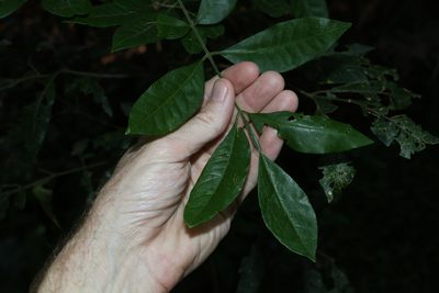 Flindersia xanthoxyla, photographed by Greg Tasney