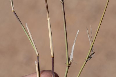 Muhlenbergia porteri, photographed by Cecelia Alexander