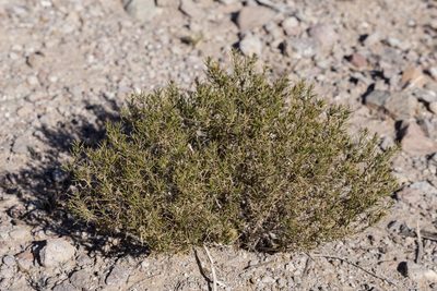 Thymophylla acerosa, photographed by Cecelia Alexander