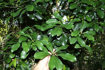 Planchonella pohlmaniana, photographed by Greg Tasney