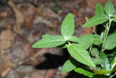 Acalypha nemorum, photographed by Greg Tasney