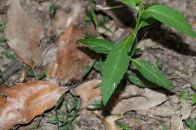 Artanema fimbriatum, photographed by Greg Tasney