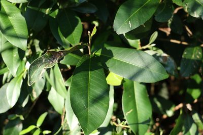 Planchonella australis, photographed by Greg Tasney