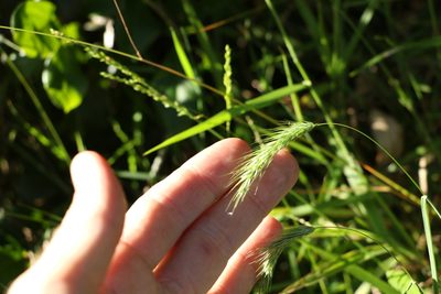 Echinopogon nutans, photographed by Greg Tasney