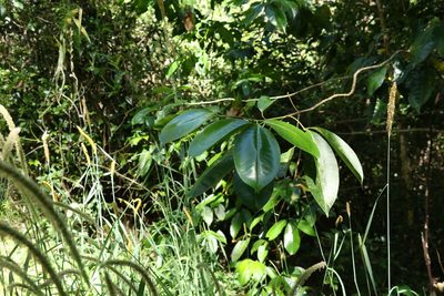 Melicope elleryana, photographed by Greg Tasney