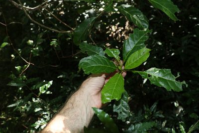 Claoxylon australe, photographed by Greg Tasney