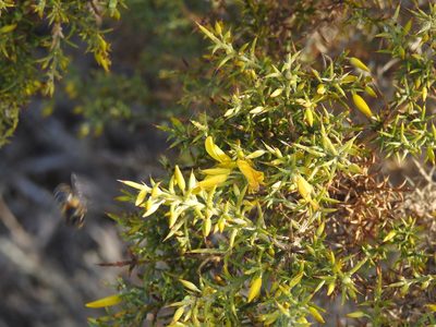 Ulex argenteus, photographed by Duarte Frade