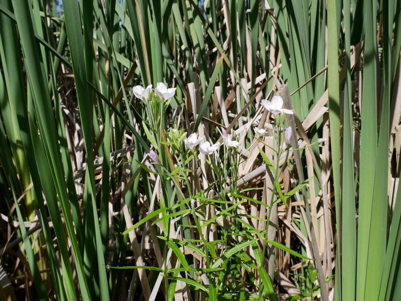 Epilobium pallidiflorum, photographed by Alice Shanks
