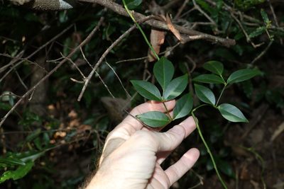 Pandorea jasminoides, photographed by Greg Tasney