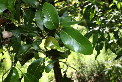 Cryptocarya sclerophylla, photographed by Greg Tasney