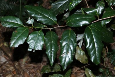 Cryptocarya macdonaldii, photographed by Greg Tasney