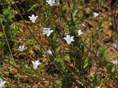 Wahlenbergia obovata, photographed by Jeremy Gilmore