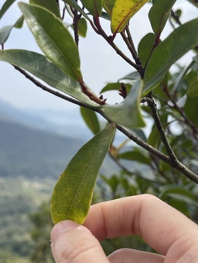 Ficus variolosa, photographed by Yj