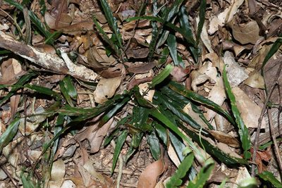 Asplenium attenuatum, photographed by Greg Tasney