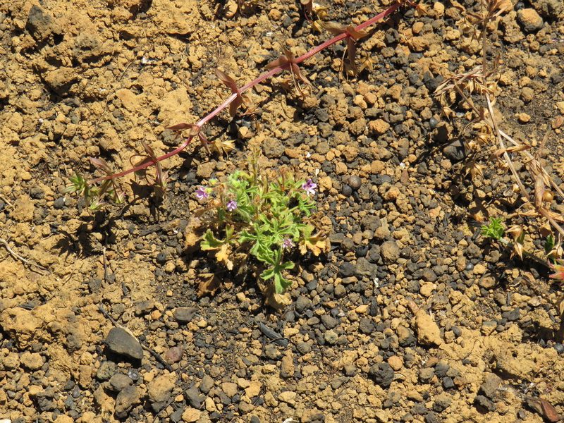 Pelargonium columbinum, photographed by Jeremy Gilmore