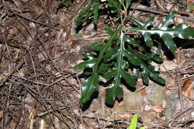 Stenocarpus sinuatus, photographed by Greg Tasney
