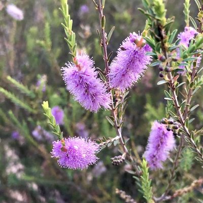 Melaleuca decussata, photographed by James K. Douch