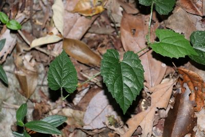 Tragia novae-hollandiae, photographed by Greg Tasney