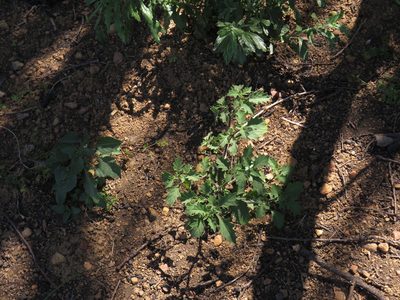 Solanum retroflexum, photographed by Jeremy Gilmore