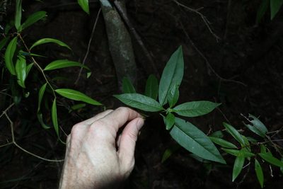 Alstonia constricta, photographed by Greg Tasney