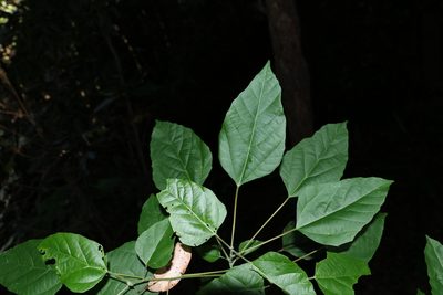 Mallotus discolor, photographed by Greg Tasney