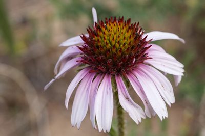 Echinacea angustifolia, photographed by Cecelia Alexander