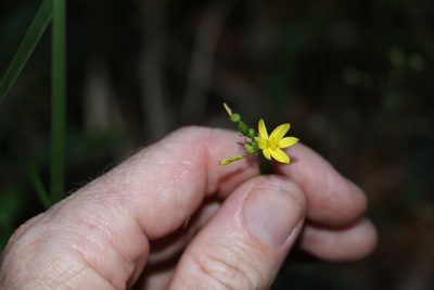 Tricoryne anceps, photographed by Greg Tasney