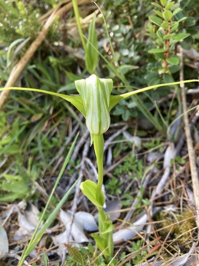 Pterostylis oliveri, photographed by Matt Scott