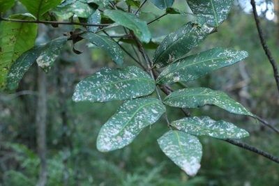 Flindersia bennettii, photographed by Greg Tasney