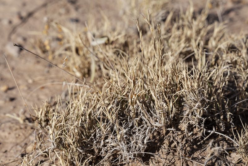 Scleropogon brevifolius, photographed by Cecelia Alexander