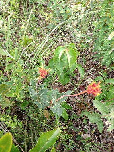 Palicourea officinalis, photographed by Leonardo Bergamini