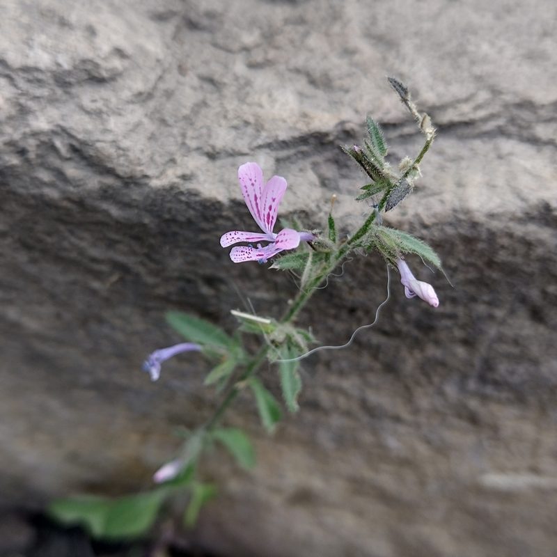 Loeselia glandulosa, photographed by Robert Martin