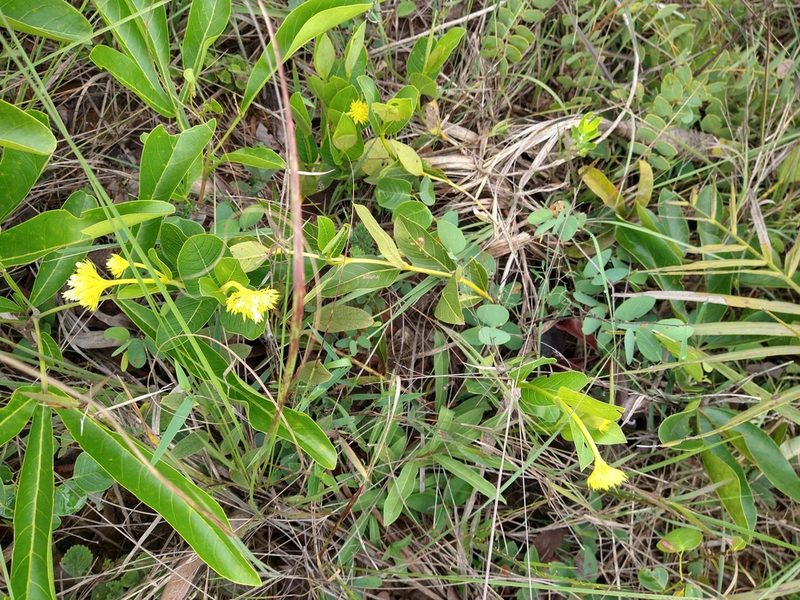 Palicourea coriacea, photographed by Leonardo Bergamini