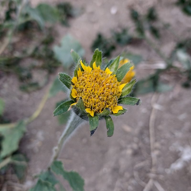 Tithonia tubaeformis, photographed by Robert Martin