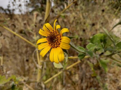 Tithonia tubaeformis, photographed by Robert Martin