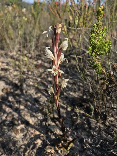 Satyrium stenopetalum, photographed by Ren Hoekstra