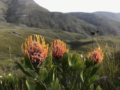 Leucospermum cuneiforme, photographed by Ren Hoekstra
