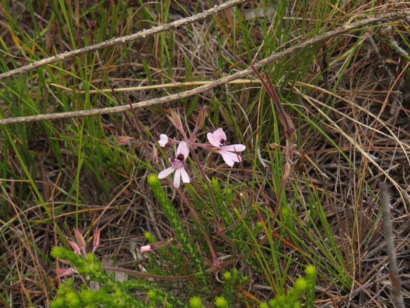 Pelargonium psammophilum, photographed by Jeremy Gilmore