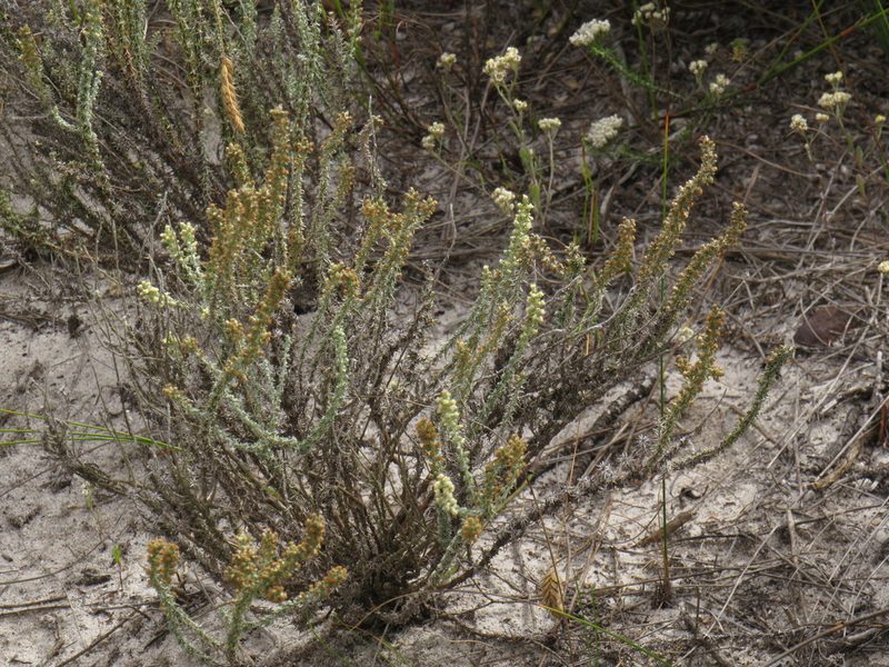 Ifloga ambigua, photographed by Jeremy Gilmore