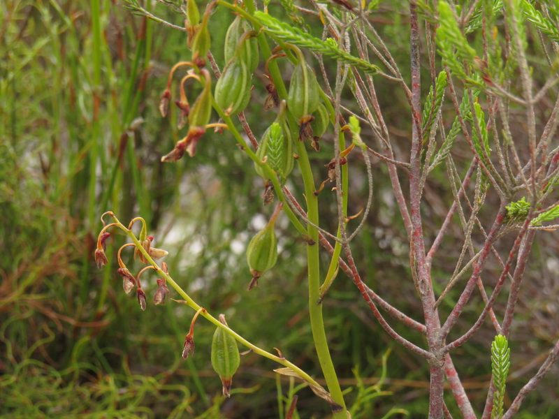 Eulophia lamellata, photographed by Jeremy Gilmore