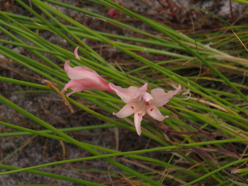 Gladiolus carneus, photographed by Jeremy Gilmore