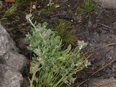 Vellereophyton dealbatum, photographed by Jeremy Gilmore