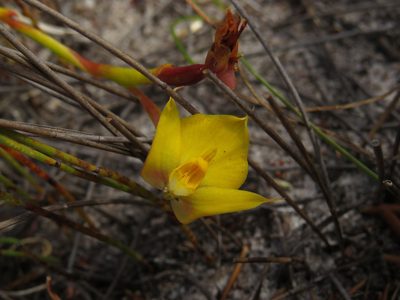 Disa tenuifolia, photographed by Jeremy Gilmore