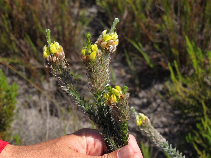 Aspalathus sericea, photographed by Jeremy Gilmore