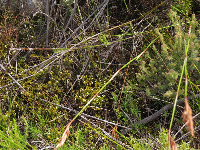Thesium acuminatum, photographed by Jeremy Gilmore